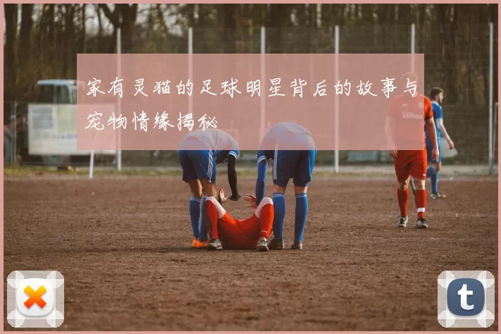家有灵猫的足球明星背后的故事与宠物情缘揭秘