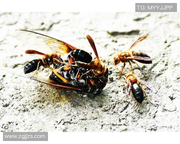 黄蜂生态研究：从生物特征到行为习性全面解析